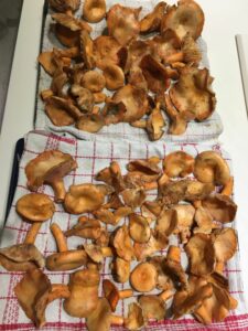 Champignons fraîchement ramassés et bio