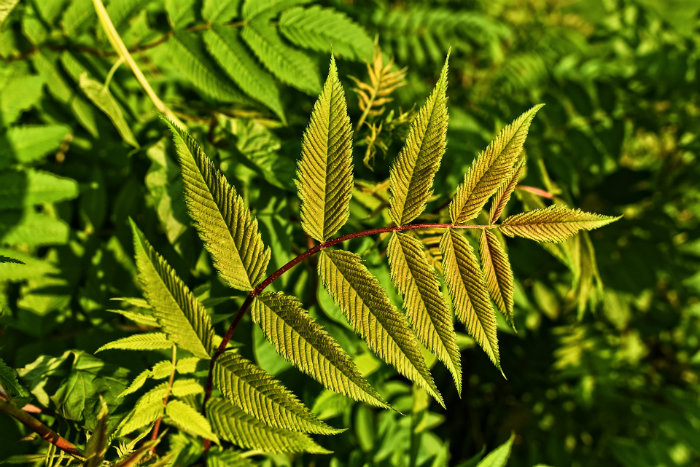 Quels sont les produits naturels qui peuvent vous aider à devenir un athlète ?