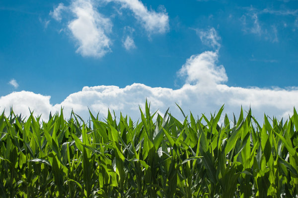 Zoom sur les produits à Haute Valeur Environnementale : les légumes qui protègent notre environnement