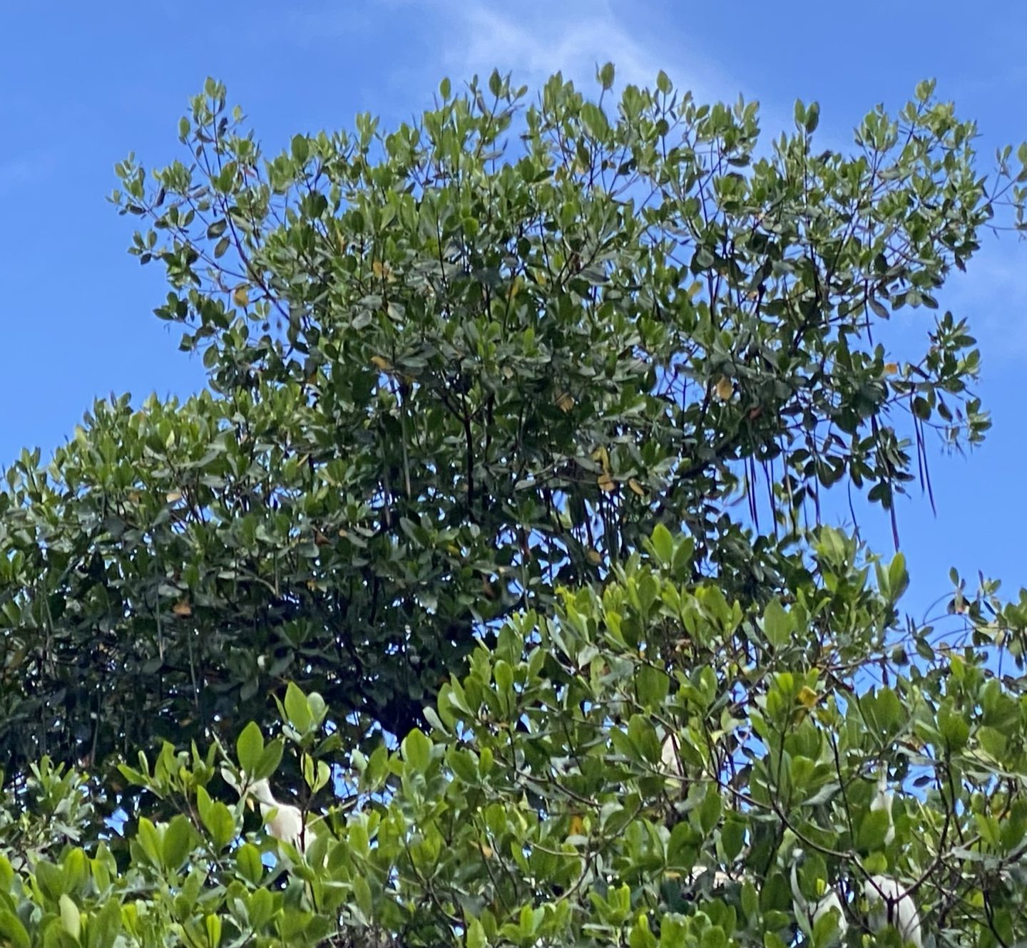 Voitures les moins néfastes pour l’environnement