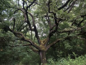La taxonomie verte est respectueuse de l'environnement