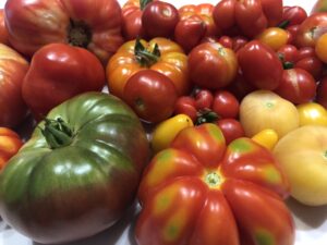 Tomates récoltées sur le balcon
