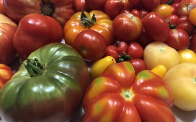 Comment planter des tomates sur son balcon ?