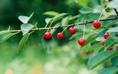 Les bienfaits pour l’environnement de l’agriculture biologique