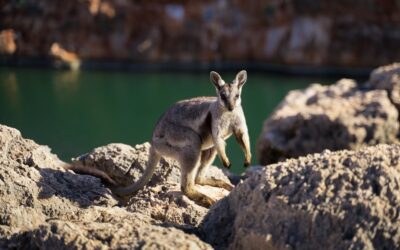 Les programmes de protection des espèces animales menacées