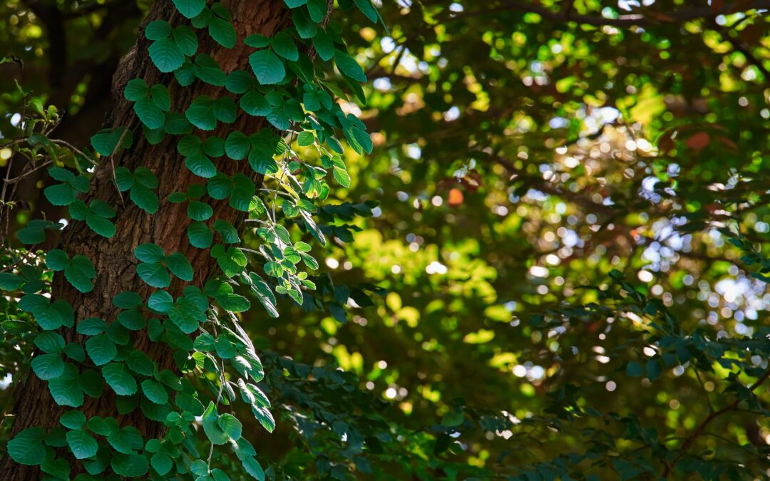 L’importance de la biodiversité pour l’équilibre des écosystèmes et les menaces qui pèsent sur elle