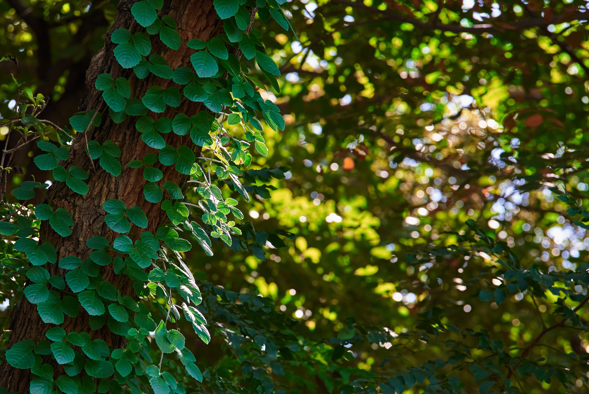 L'importance de la biodiversité sur les écosystèmes