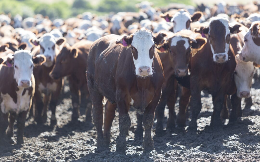 L’impact de l’agriculture intensive sur l’environnement et les alternatives durables