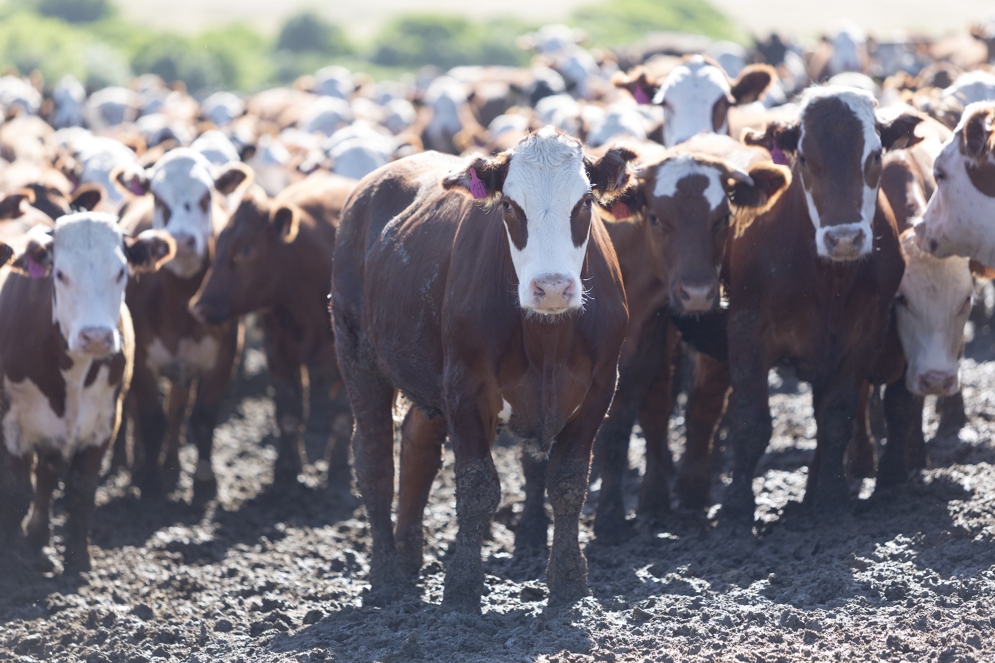 L'impact de l'agriculture intensive sur l'environnement