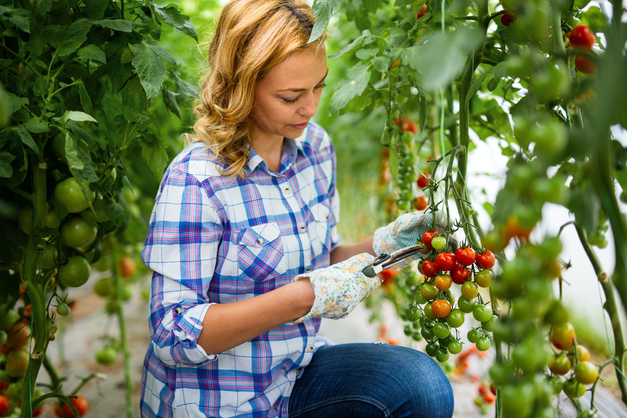 Production bio et locale : les astuces des agriculteurs