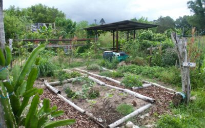 La permaculture, une méthode d’agriculture écologique