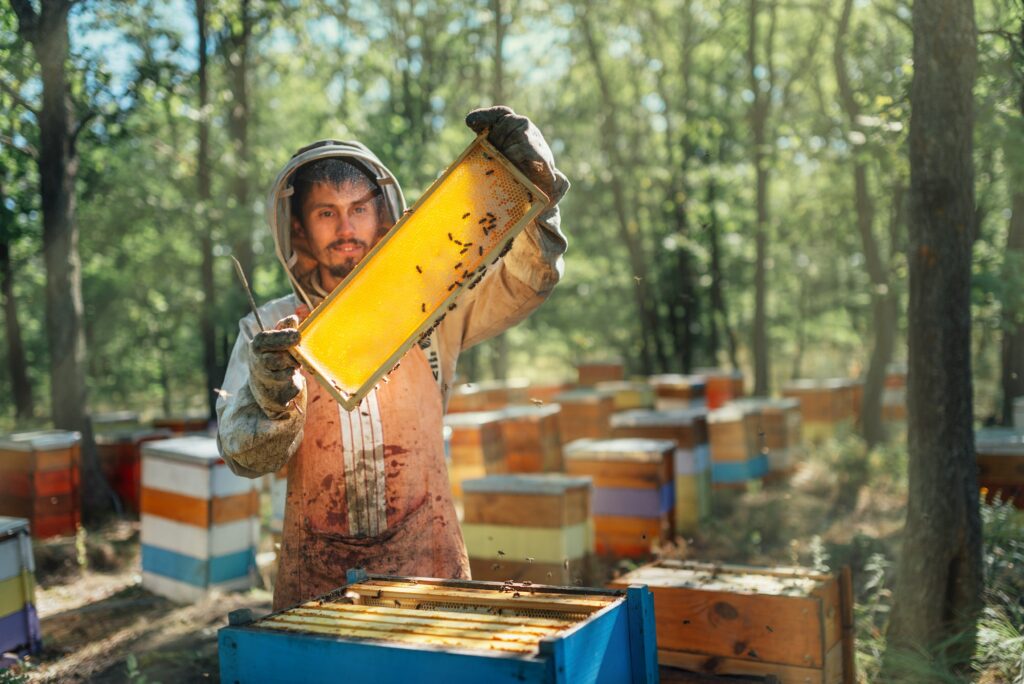 Apiculteur récoltant miel bio