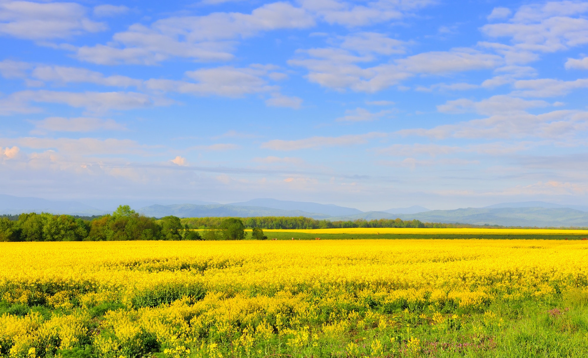 Field of rapeseed with beautiful clouds - plant for green energy