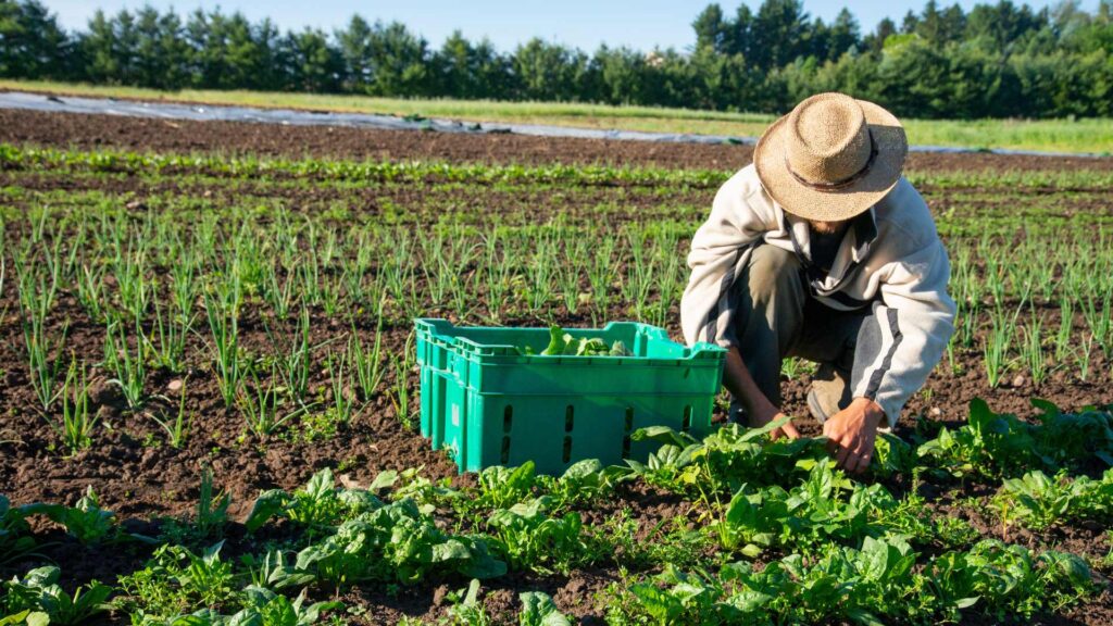 L'agriculture bio