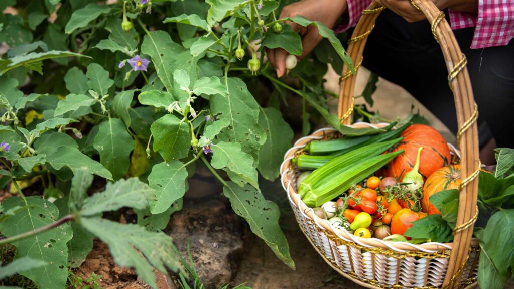 L'agriculture bio