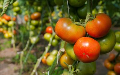 Le rôle du bio dans la préservation de la biodiversité