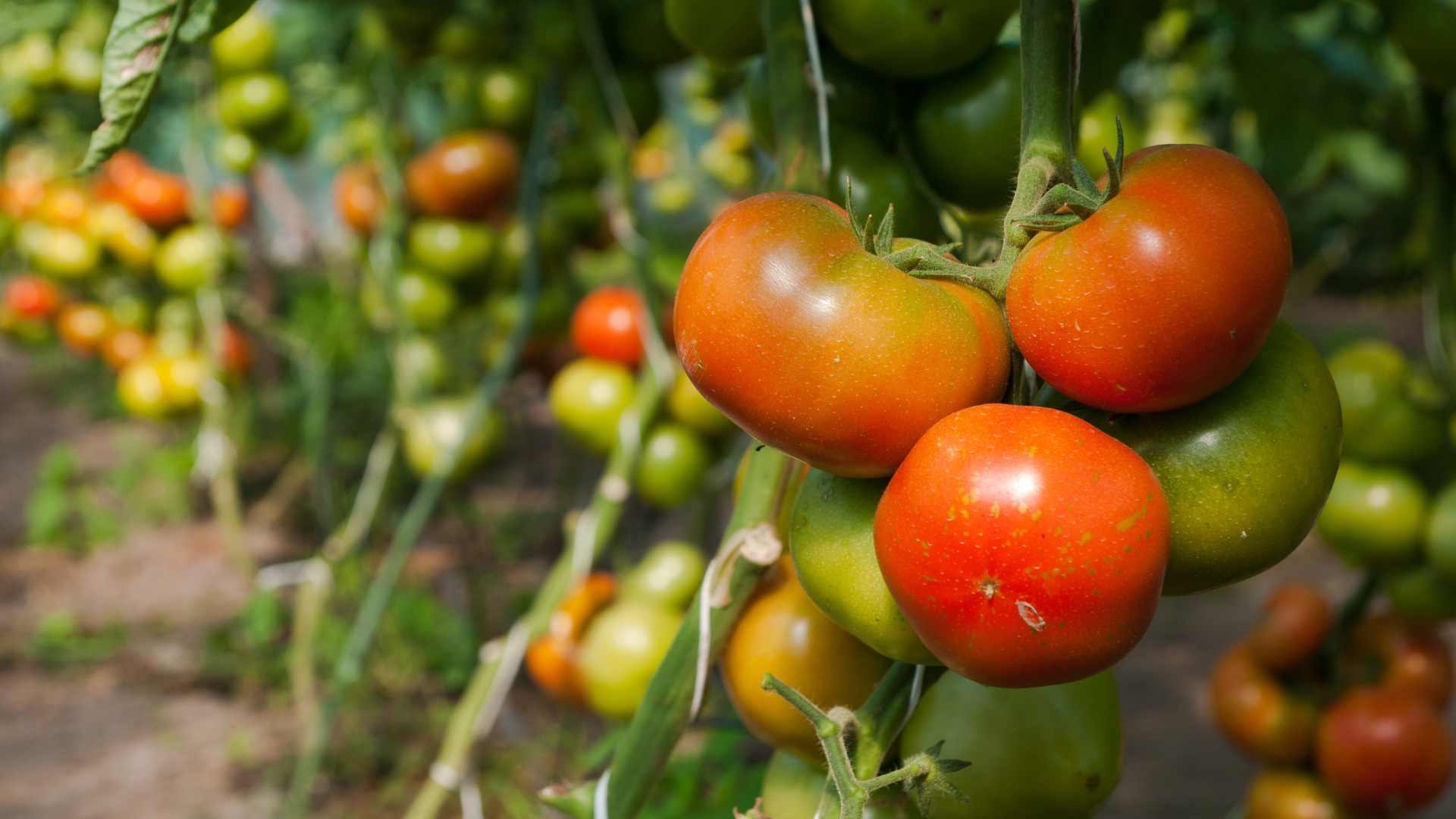 L'agriculture bio