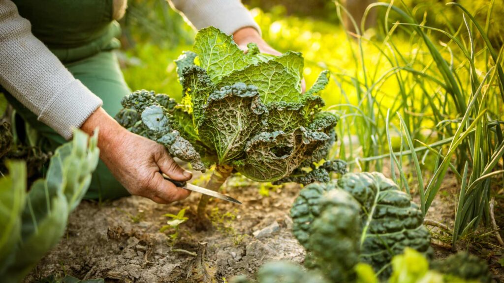 Permaculture 