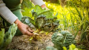 Permaculture