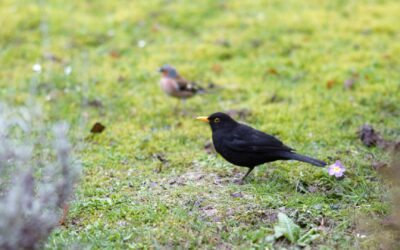 Pourquoi et comment favoriser la biodiversité dans son jardin