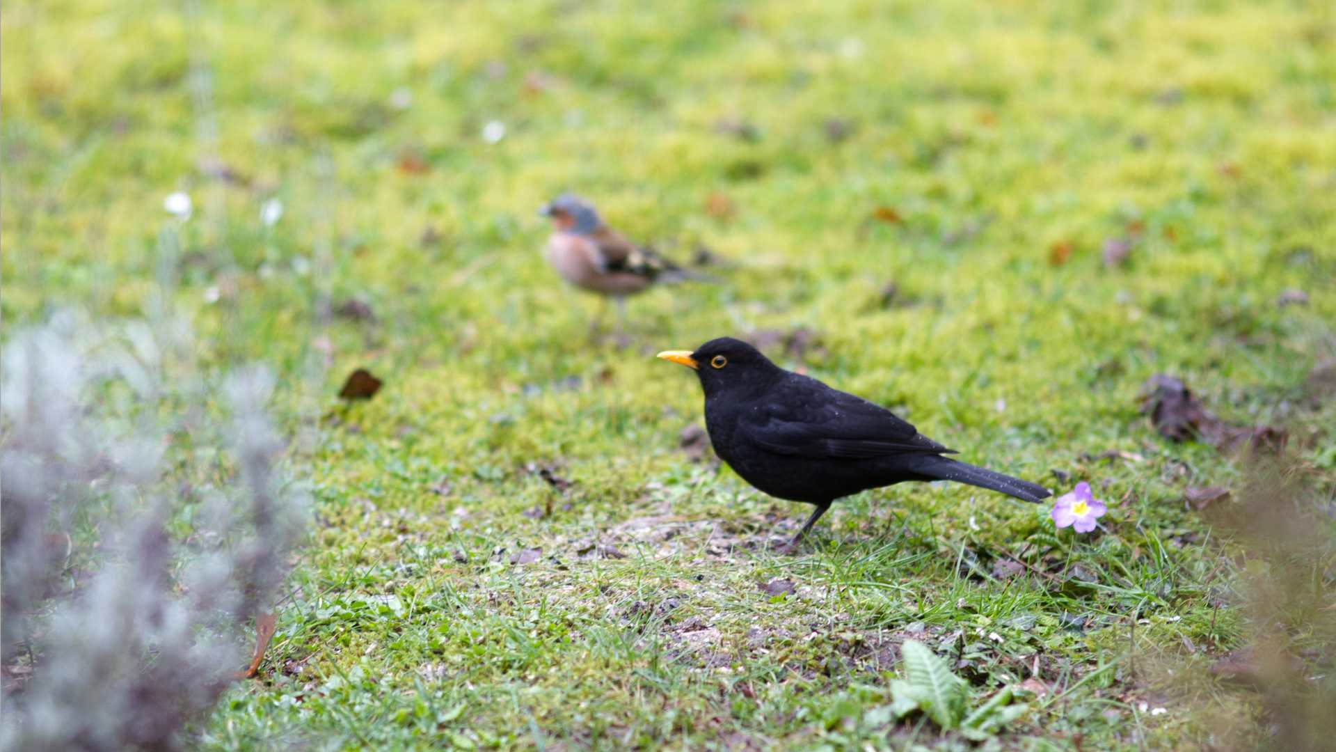 Petit oiseau