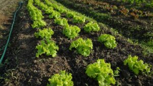 culture de salade bio