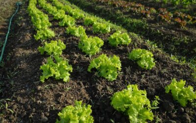 Le marché du bio, évolution et perspectives d’avenir