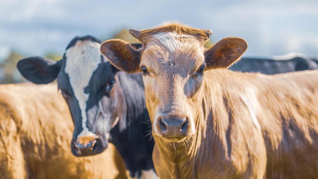 Vaches élevées en plein air
