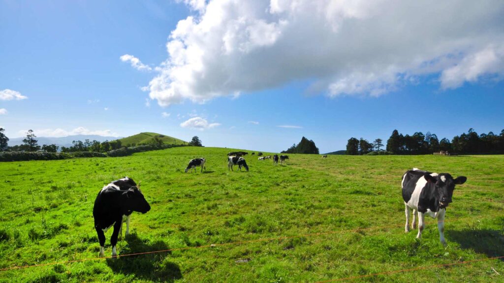 Vaches élevées en pâturage 