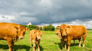 Vache élevée en plein air