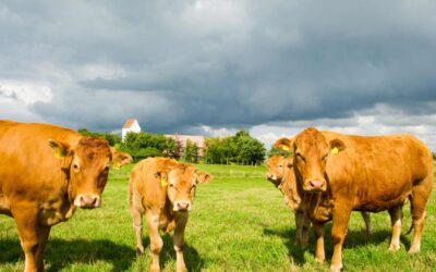 Comment le bio influence le bien-être animal