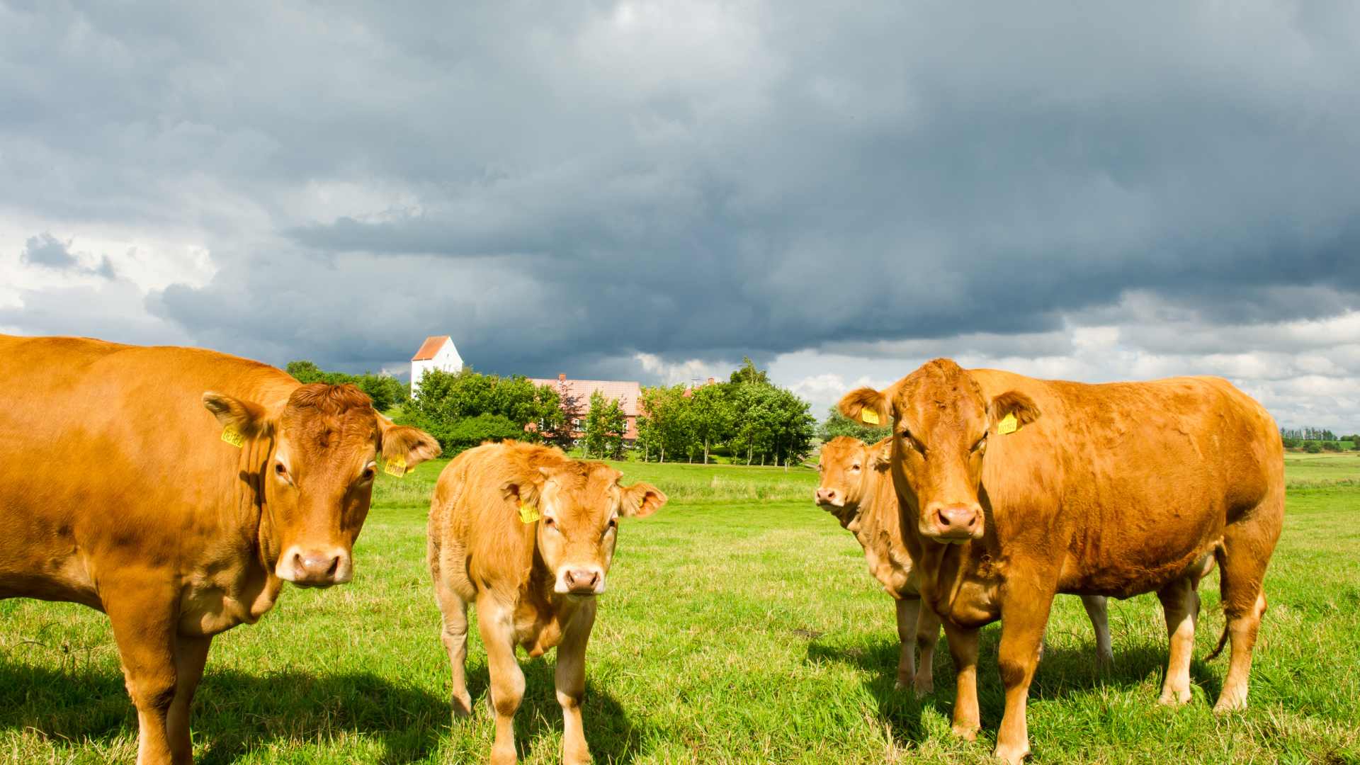 Vache élevée en plein air