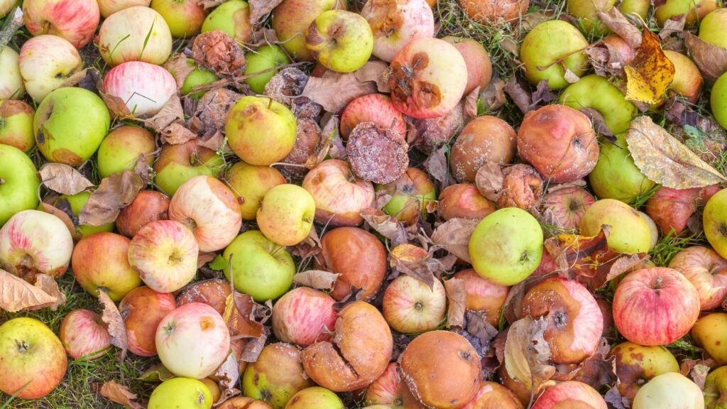 gaspillage alimentaire
