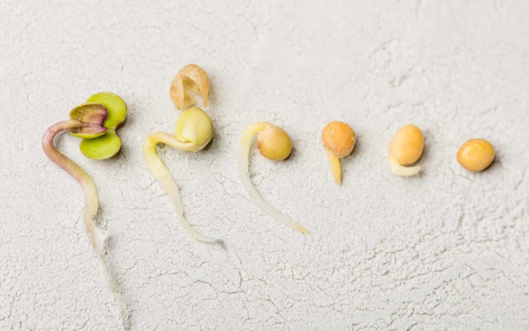 Les graines germées, superaliments bio à découvrir