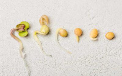 Les graines germées, superaliments bio à découvrir