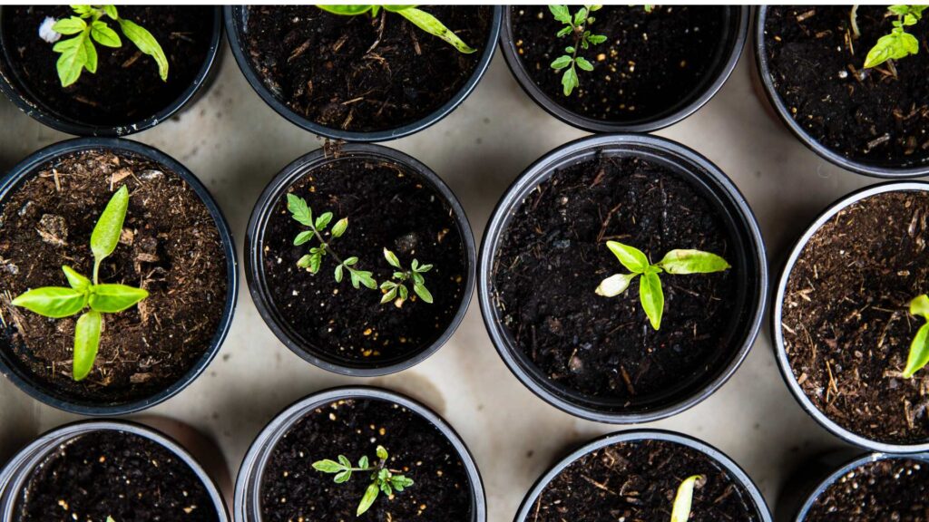 Pousse de plante 