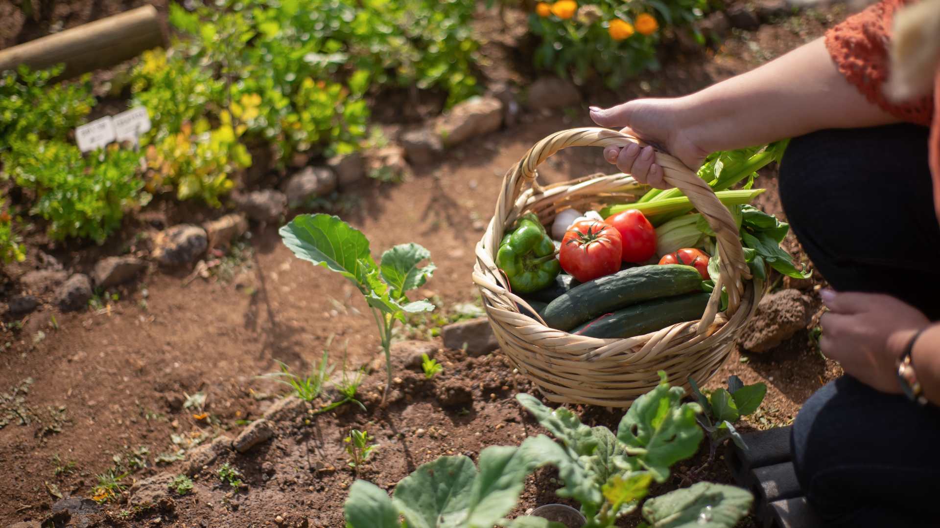 Jardinage de fruit et légume bio