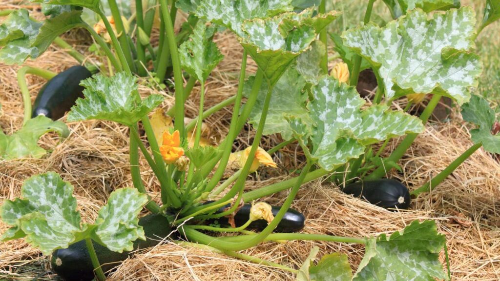 Permaculture