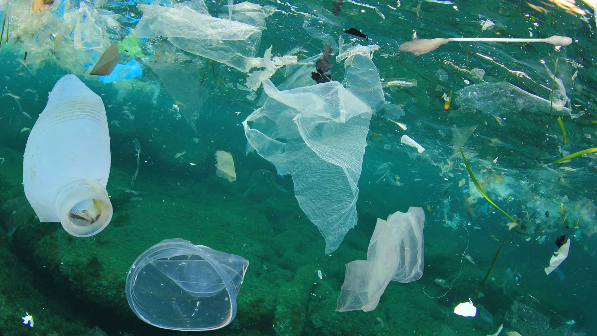 pollution plastique dans la mer