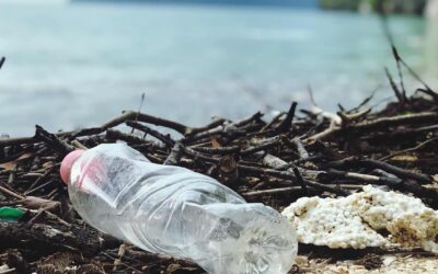 Les petits gestes écologiques qui font la différence au quotidien